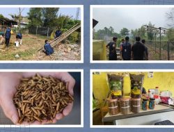 Desa Mekarmukti Bentuk PDU Sampah dan Budidaya Maggot